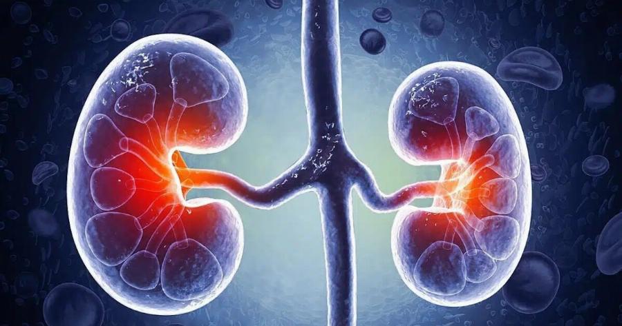 Η διατροφή που «σώζει» τα νεφρά – Τι να κόψετε αμέσως και τι να τρώτε κάθε μέρα