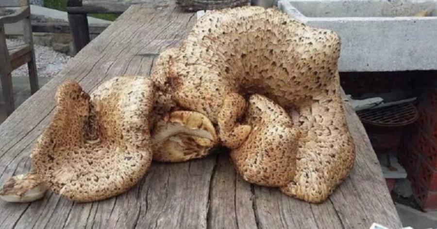 Κοζάνη: Είδε μπροστά του αυτή την εικόνα και έπαθε πλάκα – Τι διαπιστώθηκε στη συνέχεια