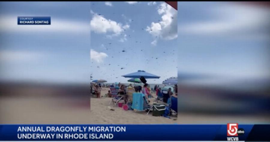 Απόκοσμες εικόνες σε παραλία: Ανατριχιαστικό θέαμα με χιλιάδες μεγάλα έντομα να “ορμάνε” επάνω σε λουόμενους