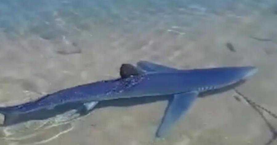 Τρóμος στη Γλυφάδα σήμερα – Εμφανίστηκε καρχαρίας 3 μέτρων