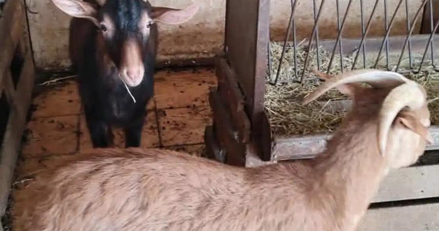 Αυτή είναι η παράνομη στάνη με κατσίκες και κοτόπουλα στον 16ο όροφο του Πύργου Αθηνών στους Αμπελόκηπους