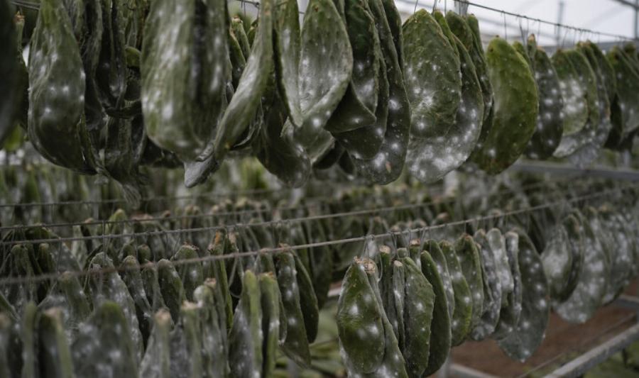 Το ανατριχιαστικό έντομο που τρώμε όλοι εν αγνοία μας εδώ και χρόνια – Το έχουν καραμέλες μέχρι και στη κέτσαπ