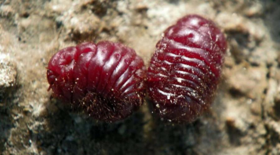 Το ανατριχιαστικό έντομο που τρώμε όλοι εν αγνοία μας εδώ και χρόνια – Το έχουν καραμέλες μέχρι και στη κέτσαπ