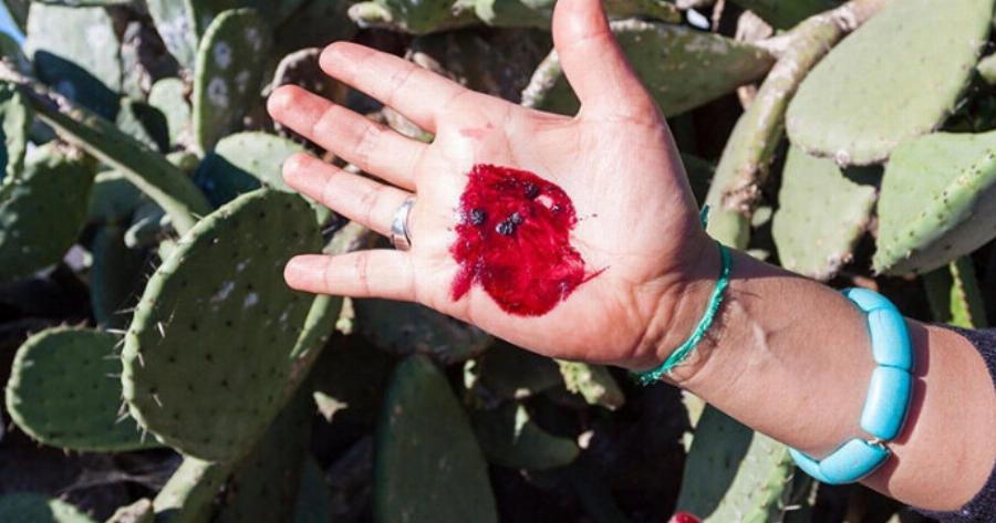 Το ανατριχιαστικό έντομο που τρώμε όλοι εν αγνοία μας εδώ και χρόνια – Το έχουν καραμέλες μέχρι και στη κέτσαπ