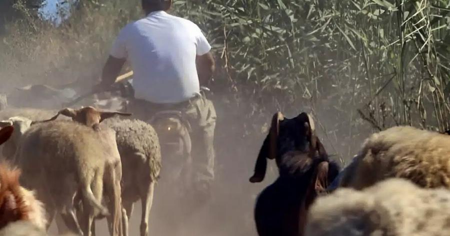 Συνελήφθη κτηνοτρόφος για παράνομες επιδοτήσεις μέσω ΟΠΕΚΕΠΕ – Έπαιρνε λεφτά για πρόβατα που δεν είχε