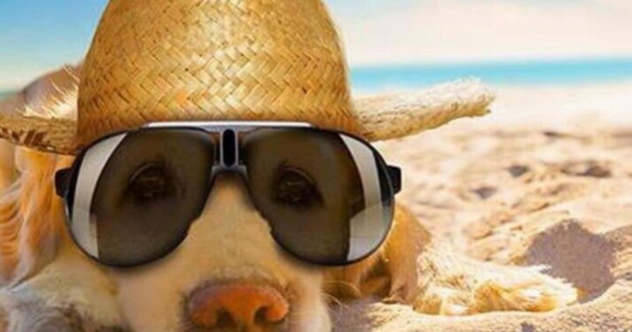 Σκύλος: Τι επιτρέπεται και τι απαγορεύεται στη θάλασσα και την παραλία