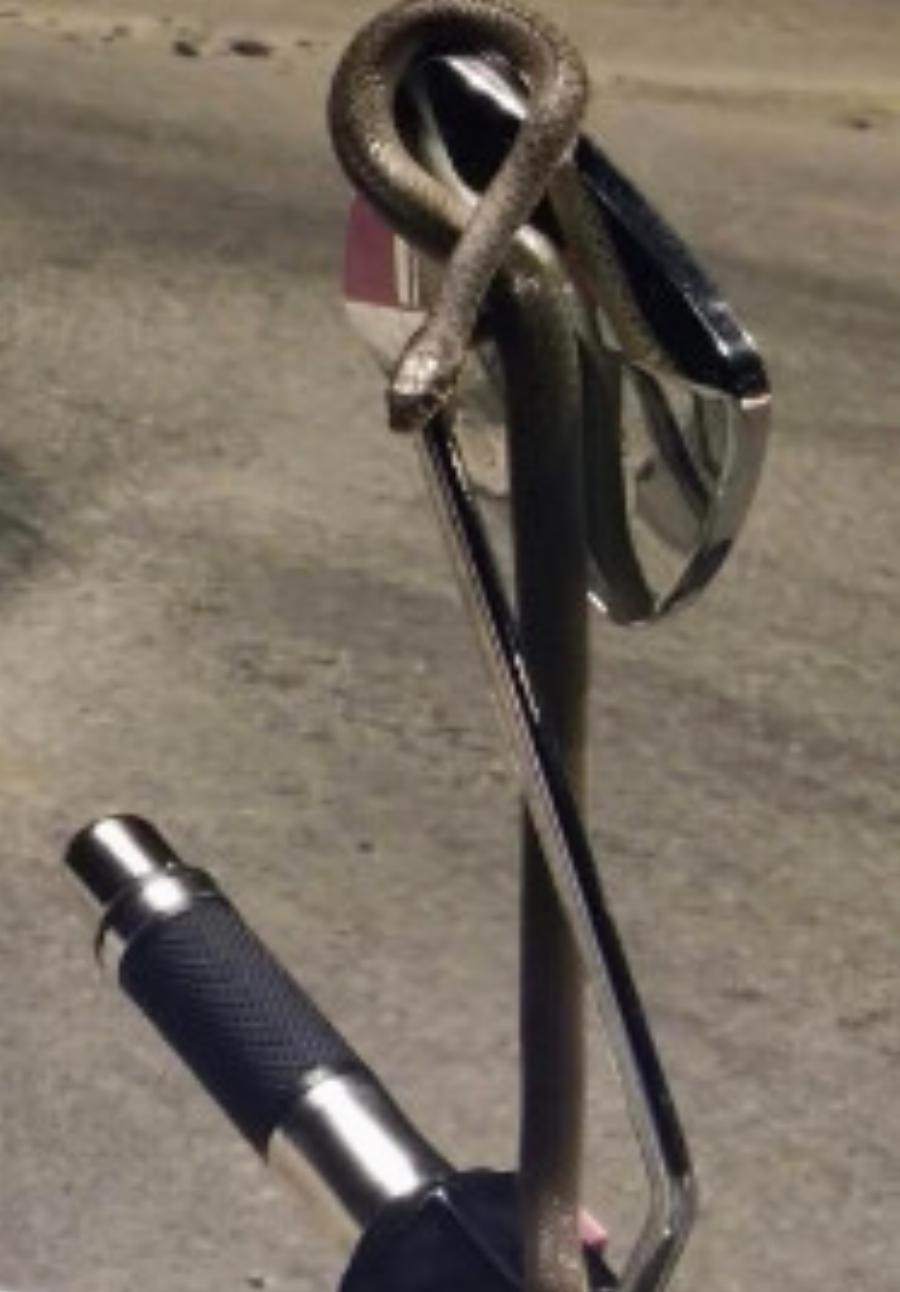 Τρόμος για μοτοσικλετιστή στην Ηγουμενίτσα: Φίδι τυλίχθηκε εν κινήσει στο τιμόνι της μηχανής (Απίστευτες φωτογραφίες)