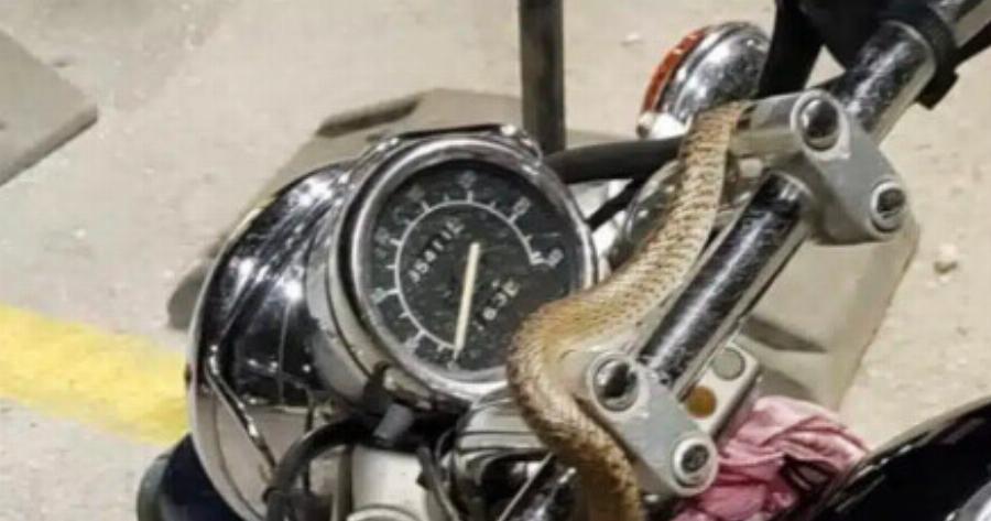 Τρόμος για μοτοσικλετιστή στην Ηγουμενίτσα: Φίδι τυλίχθηκε εν κινήσει στο τιμόνι της μηχανής (Απίστευτες φωτογραφίες)