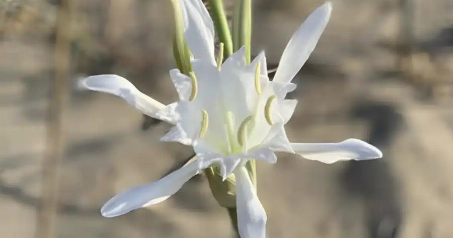 Τα Κρινάκια της Παναγίας με την υπέροχη ευωδία που φυτρώνουν εκεί που δεν φυτρώνει τίποτε άλλο