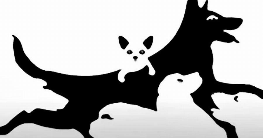 Πόσα σκυλιά βλέπετε στην εικόνα; Μεγάλη δοκιμασία για την ψuxικn σας ηλικία