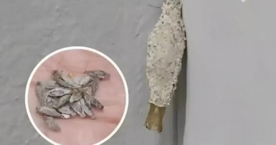 Ώστε αυτή είναι η ταυτότητα του ενόχου πίσω από εκείνα τα παράξενα μικρά σακουλάκια στους τοίχους μας