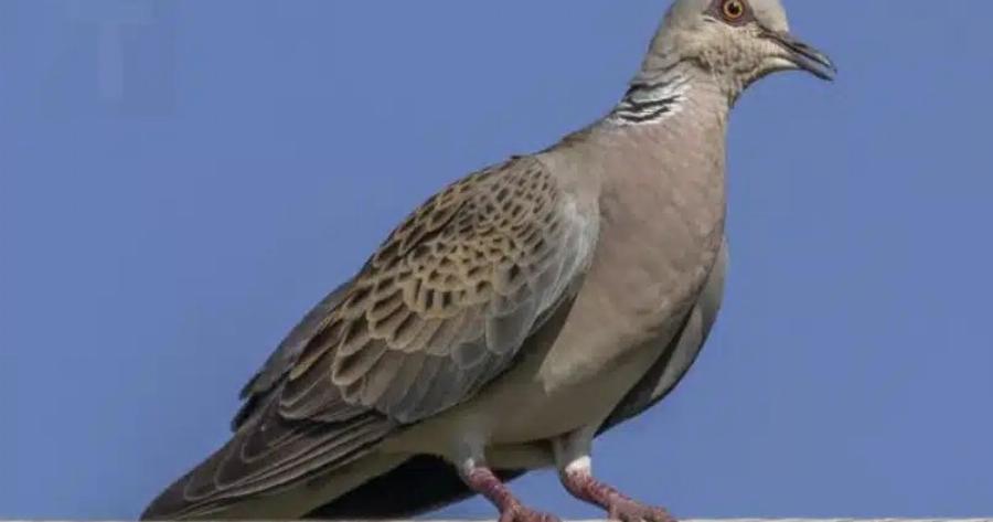 Περιστέρι κοντά στο σπίτι: Η σημασία και οι λόγοι που έρχεται