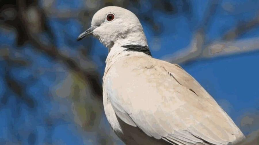 Περιστέρι κοντά στο σπίτι: Η σημασία και οι λόγοι που έρχεται