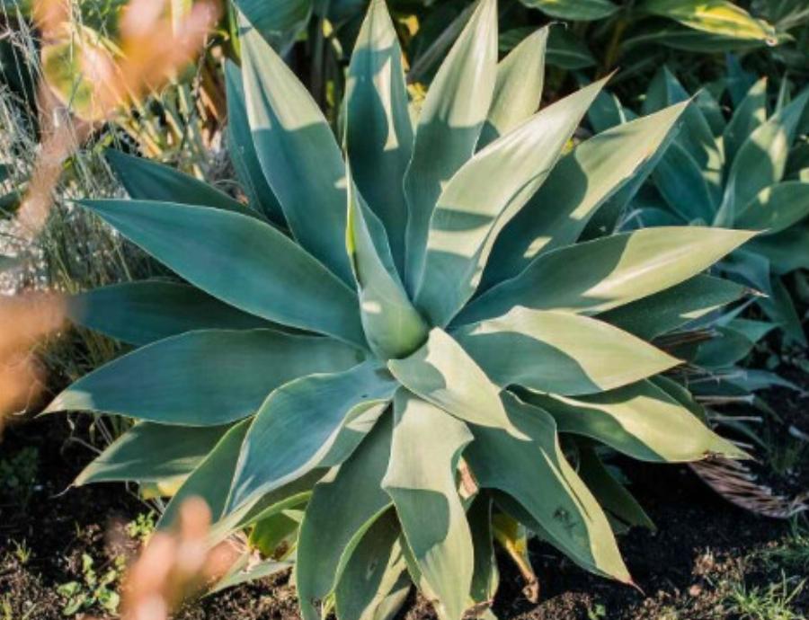 Τραβάνε τη γρουσουζιά σαν μαγνήτης: Τα 4 φυτά που φέρνουν κακοτυχία στο σπίτι, πετάξτε τα αμέσως αν τα έχετε