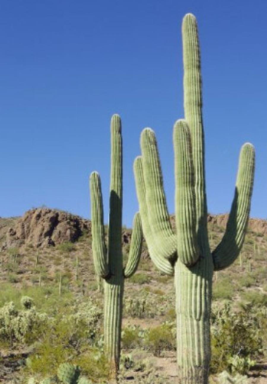 Τραβάνε τη γρουσουζιά σαν μαγνήτης: Τα 4 φυτά που φέρνουν κακοτυχία στο σπίτι, πετάξτε τα αμέσως αν τα έχετε