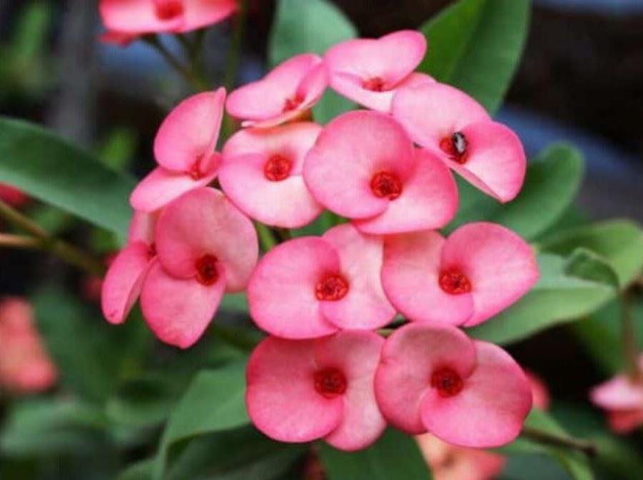 Τραβάνε τη γρουσουζιά σαν μαγνήτης: Τα 4 φυτά που φέρνουν κακοτυχία στο σπίτι, πετάξτε τα αμέσως αν τα έχετε