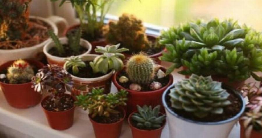 Τραβάνε τη γρουσουζιά σαν μαγνήτης: Τα 4 φυτά που φέρνουν κακοτυχία στο σπίτι, πετάξτε τα αμέσως αν τα έχετε