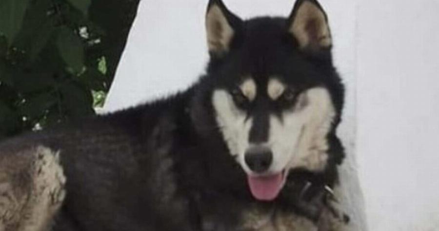 Aνατpoπή με την υπόθεση του Όλιβερ της Αράχωβας