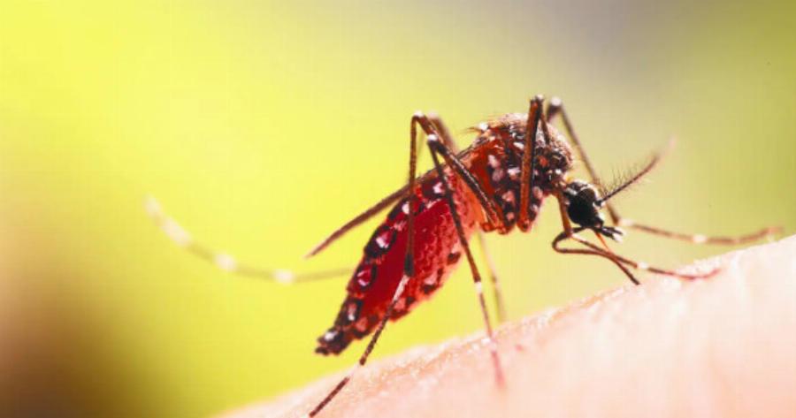 Συναγερμός στην Ελλάδα για τα κουνούπια που μεταδίδουν επικίνδυνα νοσήματα