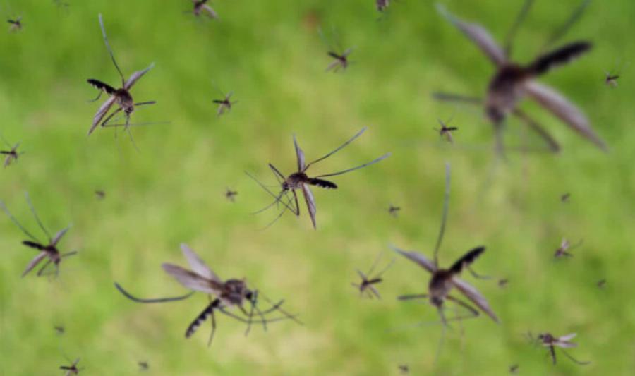 Συναγερμός στην Ελλάδα για τα κουνούπια που μεταδίδουν επικίνδυνα νοσήματα