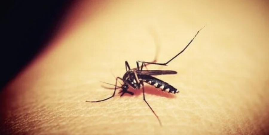 Συναγερμός στην Ελλάδα για τα κουνούπια που μεταδίδουν επικίνδυνα νοσήματα