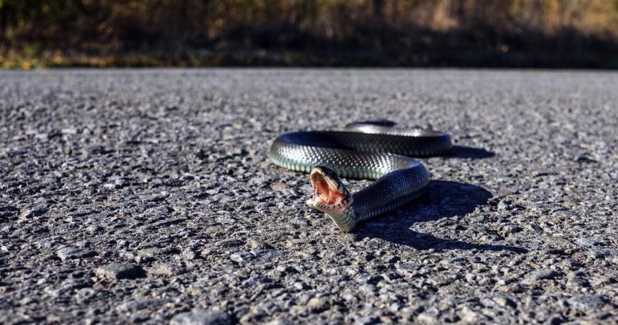 Tα 5 προειδοποιητικά σημάδια ότι έχετε ένα φίδι που κρύβεται στον κήπο σας