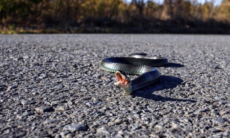 Tα 5 προειδοποιητικά σημάδια ότι έχετε ένα φίδι που κρύβεται στον κήπο σας