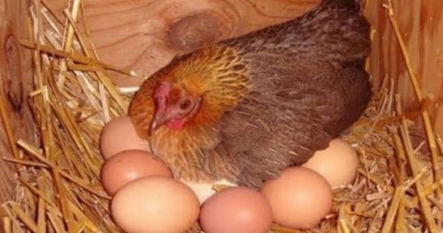 Το μυστικό της γιαγιάς για να γεννάνε ασταμάτητα οι κότες σας αυγά