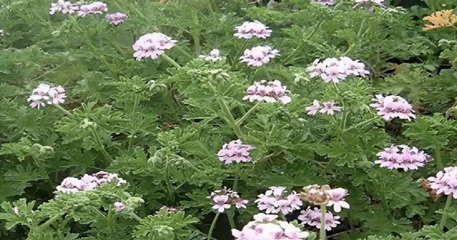 Η θαuματουργή ρίζα για τα νεύρα και την χοληστερίνη