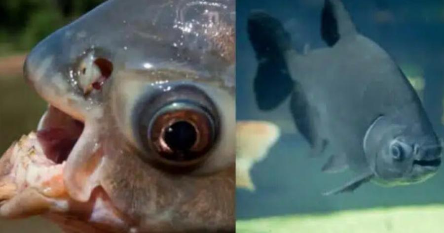 Ανατριχιαστικό θέαμα: Βρέθηκε ψάρι με αιχμηρά ανθρώπινα δόντια – Κάποιοι το κρατούν ως κατοικίδιο