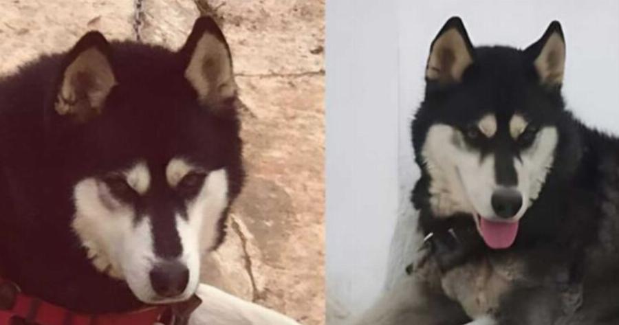 Κλείνει οριστικά η υπόθεση του Όλιβερ της Αράχωβας – Δεν «βλέπει» ανθρώπινο παράγοντα η νέα πραγματογνωμοσύνη για το χάσκι