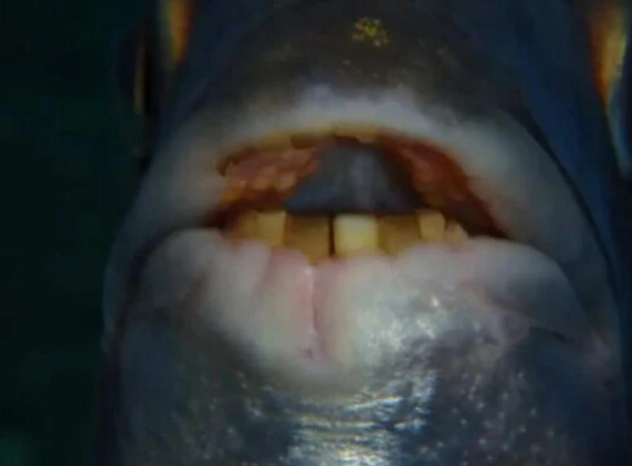 Ανατριχιαστικό θέαμα: Βρέθηκε ψάρι με αιχμηρά ανθρώπινα δόντια – Κάποιοι το κρατούν ως κατοικίδιο