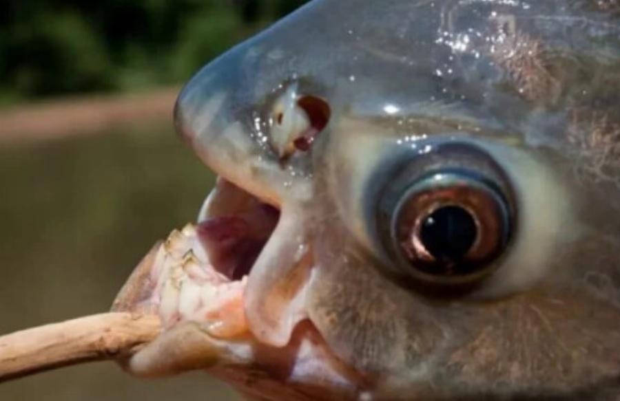 Ανατριχιαστικό θέαμα: Βρέθηκε ψάρι με αιχμηρά ανθρώπινα δόντια – Κάποιοι το κρατούν ως κατοικίδιο