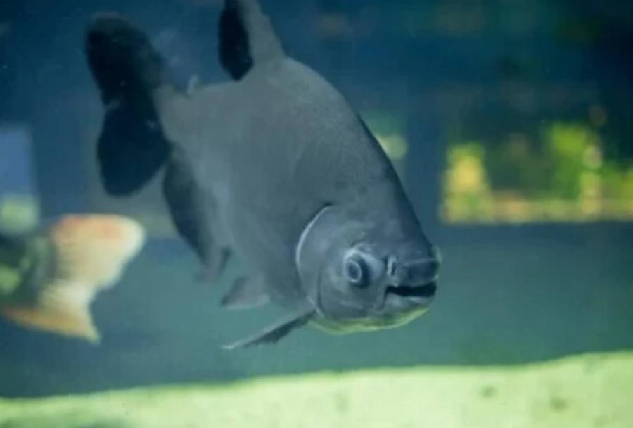 Ανατριχιαστικό θέαμα: Βρέθηκε ψάρι με αιχμηρά ανθρώπινα δόντια – Κάποιοι το κρατούν ως κατοικίδιο