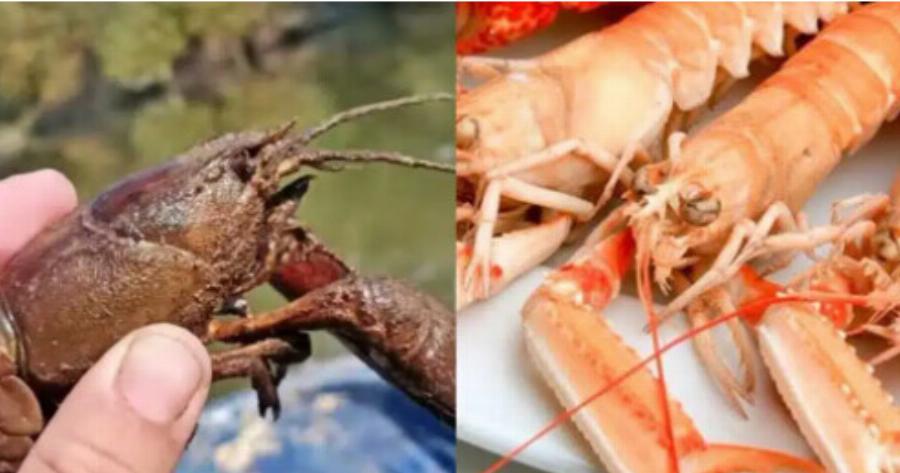 Πανώλη… και στις καραβίδες – Σε απόγνωση οι ψαράδες