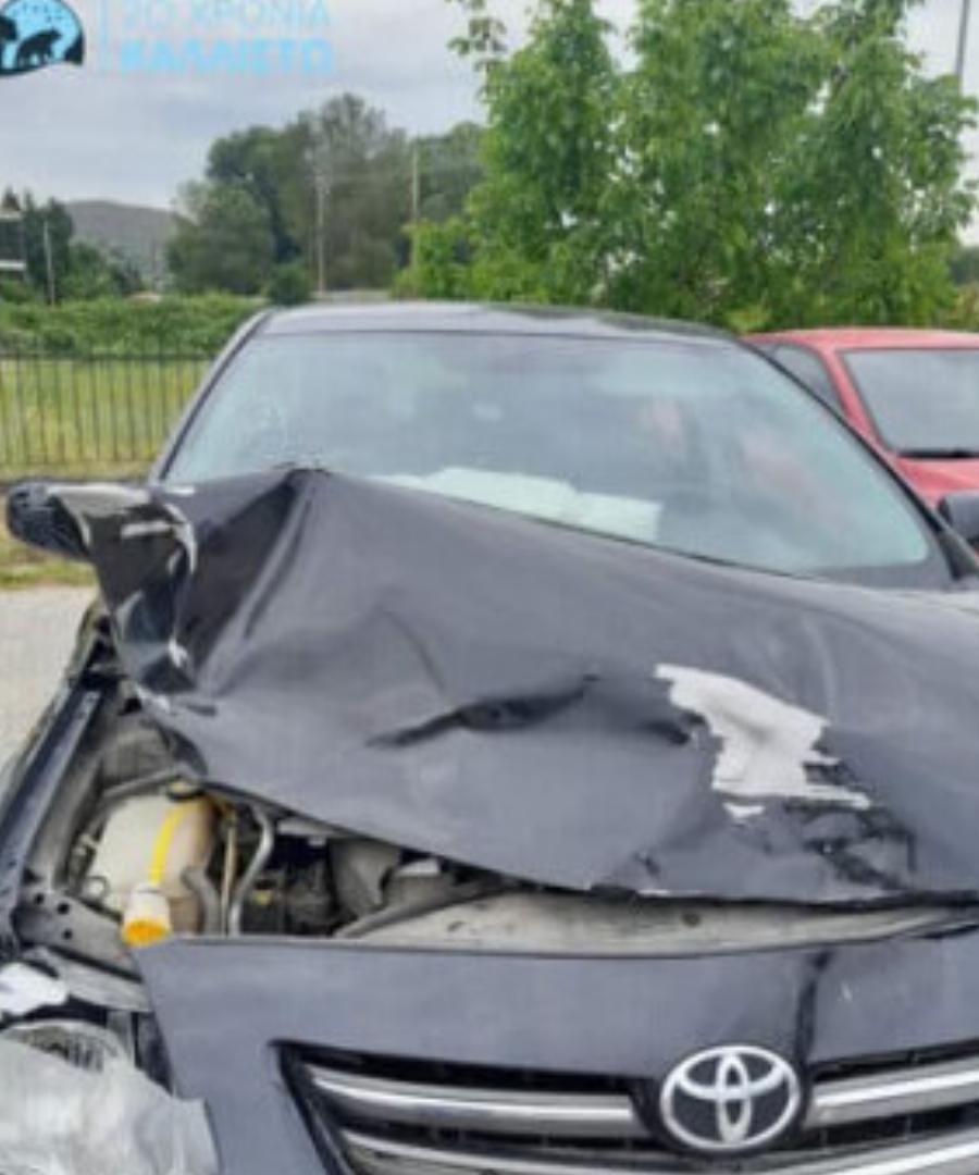 Καστοριά: Νεκρή αρκούδα 300 κιλών σε σύγκρουση με ΙΧ