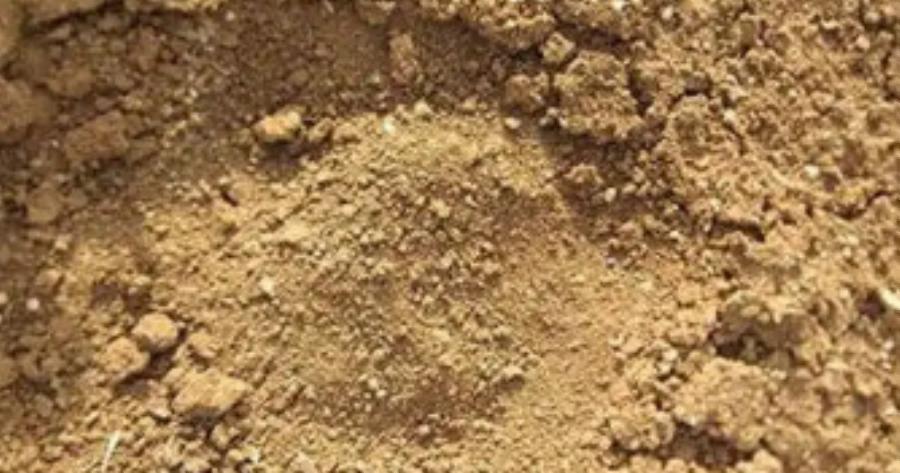 Καστοριά: Νεκρή αρκούδα 300 κιλών σε σύγκρουση με ΙΧ