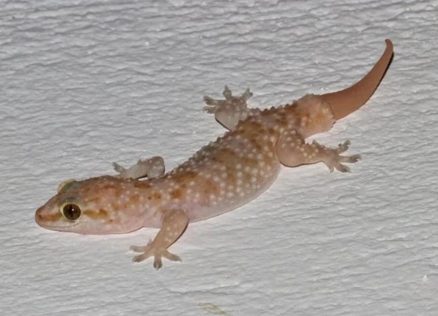 Αυτό το πλάσμα σε προστατεύει αθόρυβα χωρίς να το ξέρεις