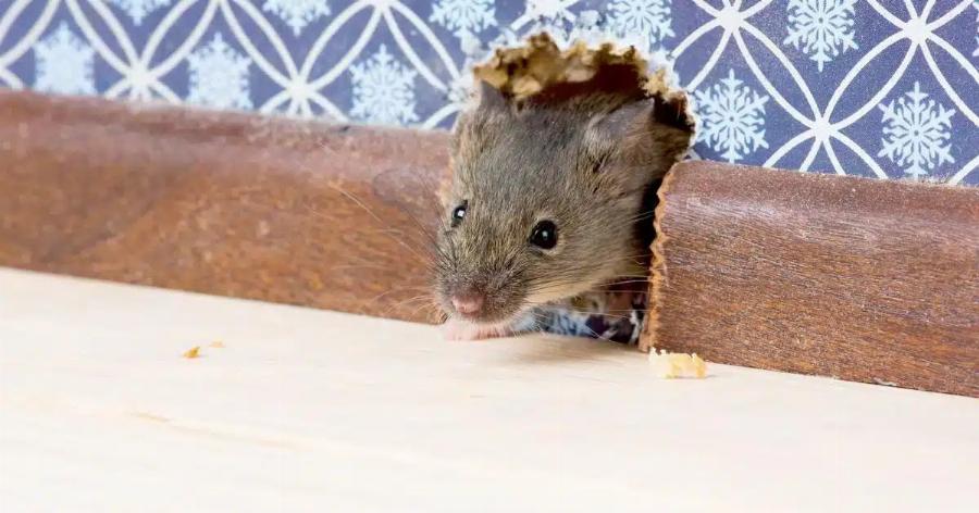 Τι σημαίνει αν εμφανιστεί ένα ποντίκι στο σπίτι σας και τι πρέπει να κάνετε