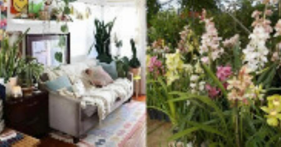 Με μια γλάστρα θα δεις τη διαφορά: Αυτό είναι το πανέμορφο φυτό που φέρνει τύχη & ευημερία στο σπίτι