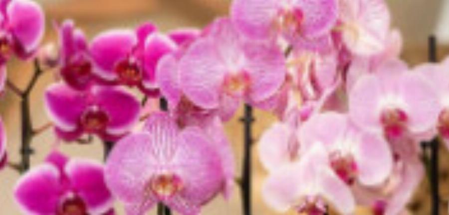 Με μια γλάστρα θα δεις τη διαφορά: Αυτό είναι το πανέμορφο φυτό που φέρνει τύχη & ευημερία στο σπίτι