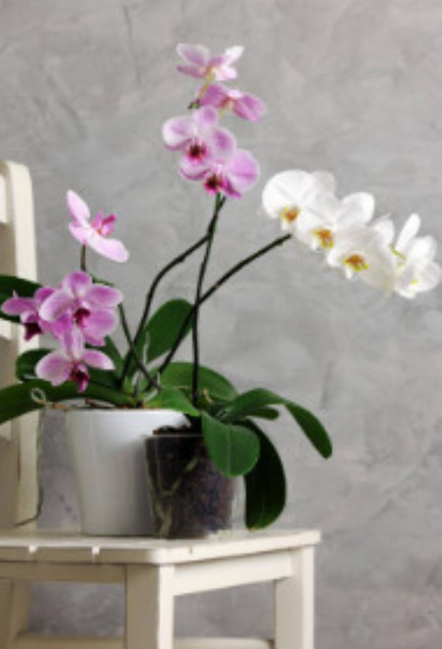 Με μια γλάστρα θα δεις τη διαφορά: Αυτό είναι το πανέμορφο φυτό που φέρνει τύχη & ευημερία στο σπίτι