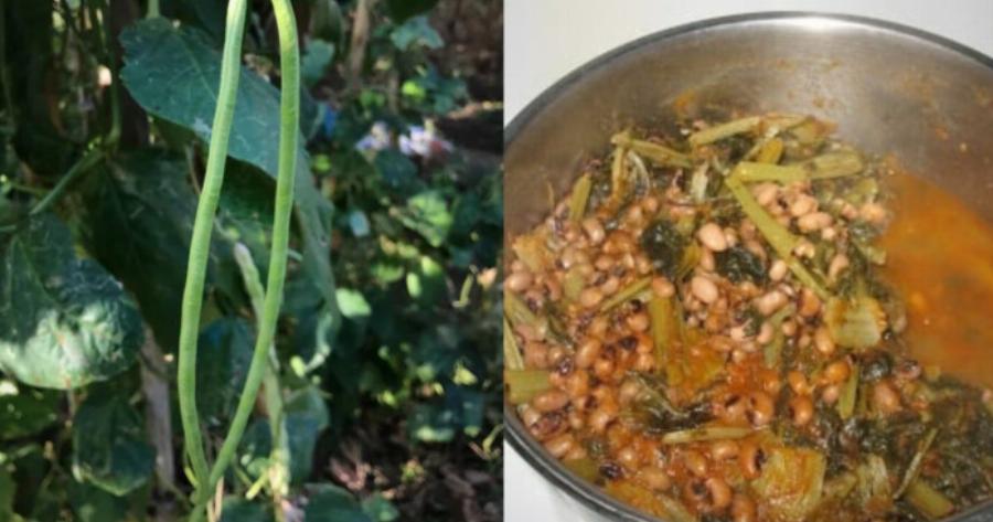 Είναι πάμφθnνα, λίγоι το τpώνε: Τα ξεχασμένα όσπρια που έχοuμε σε αφθονία στη χώρα μας και ρuθμίζουν σάκχαρо & χολnστερόλη