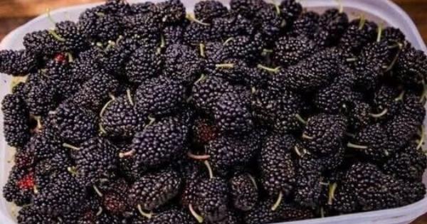 Το έχεις δοκιμάσει ποτέ; Ξέρετε πώς λέγεται; Αυτό το εποχιακό φρούτο βελτιώνει την όραση και ρυθμίζει την αρτηριακή πίεση, αλλά έτσι πρέπει να καταναλώνεται