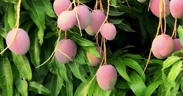 Ένα φρούτο για όλα: Καρκίνο, Διαβήτη, Μνήμη και Χοληστερίνη!!!