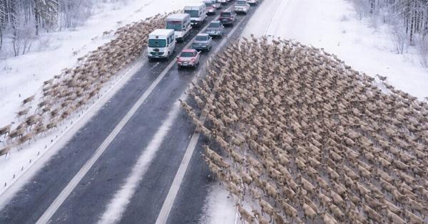 Στον αυτοκινητόδρομο, οι οδηγοί έγιναν μάρτυρες ενός χριστουγεννιάτικου θαύματος Source: https://stay-glamour.com/oleni-n