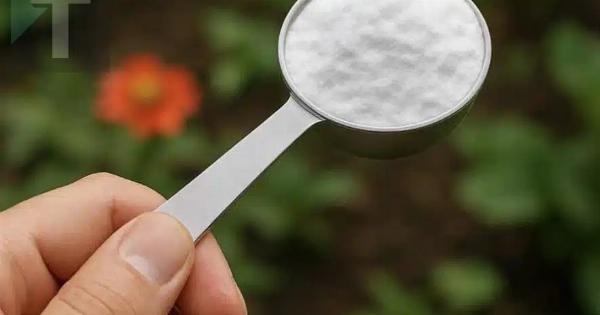 Βάλτε μαγειρική σόδα στον κήπο σας. Δείτε γιατί. Αuτό είναι κάτι που οι κηπουροί δεν θα σας πουν ποτέ