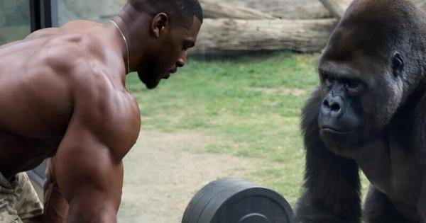 Ένας δυνατός αθλητής αποφάσισε να γυρίσει ένα εντυπωσιακό βίντεο και, για χάρη των προβολών, οργάνωσε έναν «αγώνα» με έναν γορίλα, δείχνοντας στο ζώο πώς σηκώνει μια βαριά μπάρα και περιμένοντας ότι το θηρίο θα επαναλάβει το κόλπο