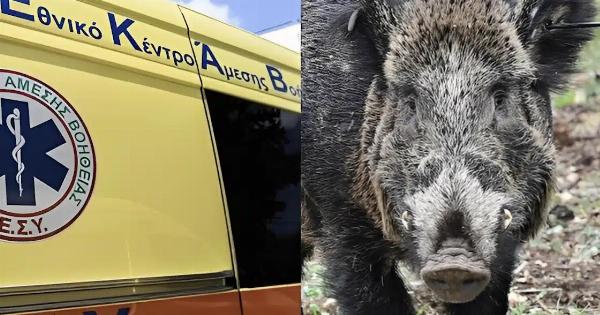 Τραγωδία: Σκοτώθηκε 24χρονος μοτοσικλετιστής μετά από σύγκρουση με αγριογούρουνο