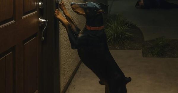 Στις τρεις τα ξημερώματα κάποιος χτύπησε επίμονα την πόρτα μας, ο άντρας μου πήγε να δει και είδε έναν ντομπερμάν στο κατώφλι: μείναμε σοκαρισμένοι όταν μάθαμε γιατί ο σκύλος το έκανε αυτό